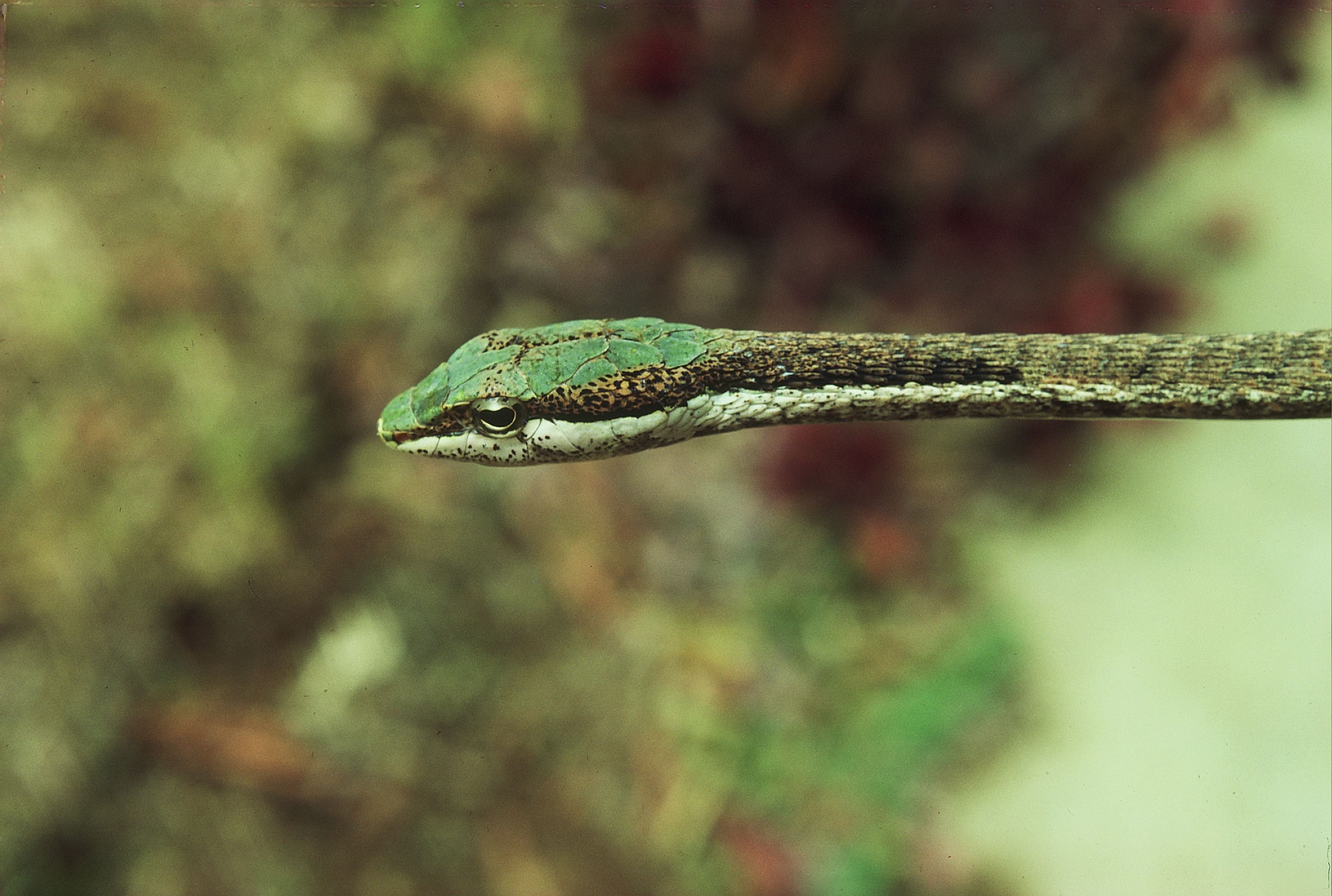 Snakes of Central and Western Africa | Hopkins Press